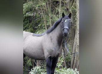 Hannoveriano, Caballo castrado, 10 años, 167 cm, Negro