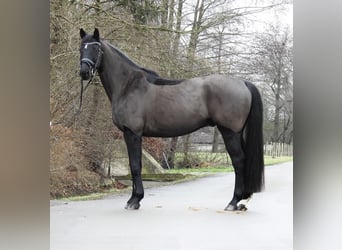 Hannoveriano, Caballo castrado, 10 años, 167 cm, Negro