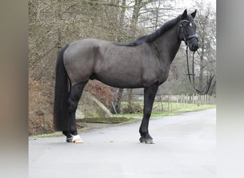 Hannoveriano, Caballo castrado, 10 años, 167 cm, Negro