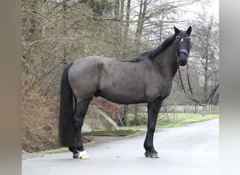 Hannoveriano, Caballo castrado, 10 años, 167 cm, Negro