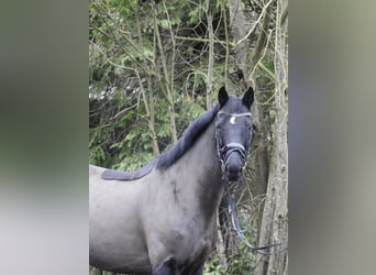 Hannoveriano, Caballo castrado, 10 años, 167 cm, Negro