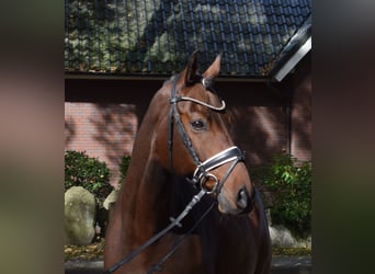 Hannoveriano, Caballo castrado, 10 años, 168 cm, Castaño