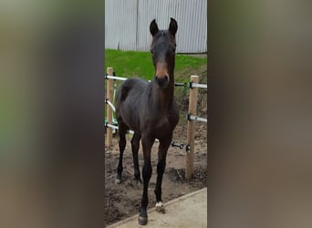 Hannoveriano, Caballo castrado, 10 años, 168 cm, Castaño