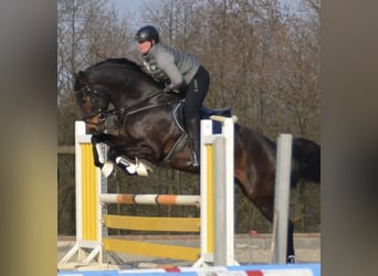 Hannoveriano, Caballo castrado, 10 años, 168 cm, Castaño