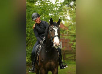 Hannoveriano, Caballo castrado, 10 años, 168 cm, Castaño