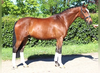 Hannoveriano, Caballo castrado, 10 años, 168 cm, Castaño