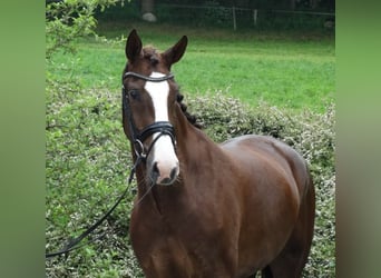 Hannoveriano, Caballo castrado, 10 años, 168 cm, Castaño oscuro