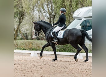 Hannoveriano, Caballo castrado, 10 años, 169 cm, Negro