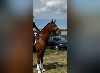 Hannoveriano, Caballo castrado, 10 años, 170 cm, Alazán-tostado
