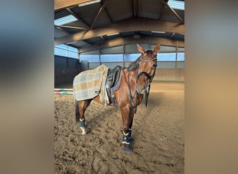 Hannoveriano, Caballo castrado, 10 años, 170 cm, Alazán-tostado