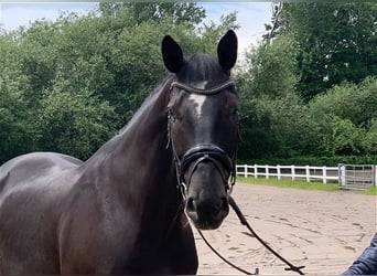 Hannoveriano, Caballo castrado, 10 años, 170 cm, Negro