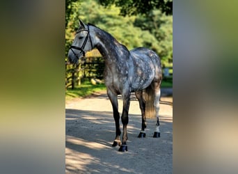 Hannoveriano, Caballo castrado, 10 años, 170 cm, Tordo rodado