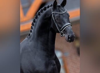 Hannoveriano, Caballo castrado, 10 años, 171 cm, Negro