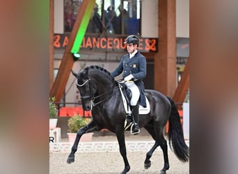 Hannoveriano, Caballo castrado, 10 años, 171 cm, Negro