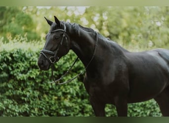 Hannoveriano, Caballo castrado, 10 años, 171 cm, Negro