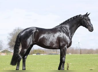 Hannoveriano, Caballo castrado, 10 años, 171 cm, Negro