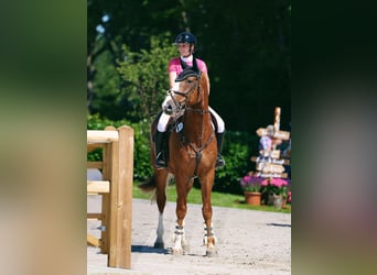 Hannoveriano, Caballo castrado, 10 años, 172 cm, Alazán