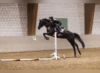 Hannoveriano, Caballo castrado, 10 años, 172 cm