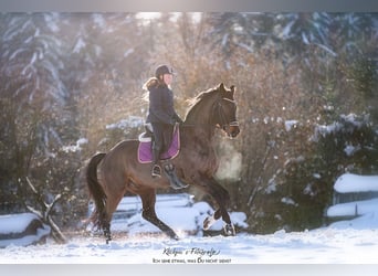 Hannoveriano, Caballo castrado, 10 años, 172 cm, Morcillo