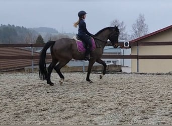 Hannoveriano, Caballo castrado, 10 años, 172 cm, Morcillo