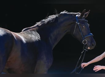 Hannoveriano, Caballo castrado, 10 años, 172 cm, Negro