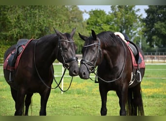 Hannoveriano, Caballo castrado, 10 años, 172 cm, Negro