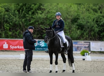 Hannoveriano, Caballo castrado, 10 años, 172 cm, Negro