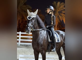 Hannoveriano, Caballo castrado, 10 años, 172 cm, Negro
