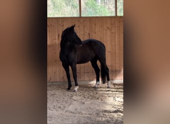 Hannoveriano, Caballo castrado, 10 años, 172 cm, Negro