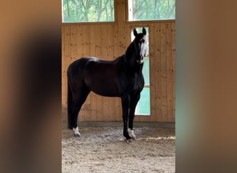 Hannoveriano, Caballo castrado, 10 años, 172 cm, Negro