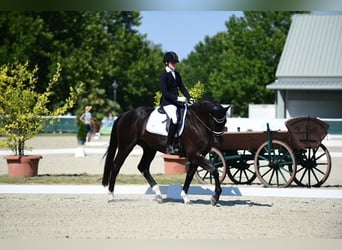 Hannoveriano, Caballo castrado, 10 años, 172 cm, Negro