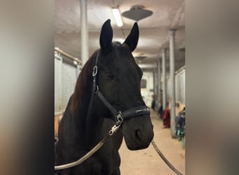 Hannoveriano, Caballo castrado, 10 años, 172 cm, Negro