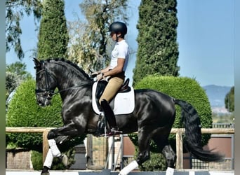 Hannoveriano, Caballo castrado, 10 años, 172 cm, Negro