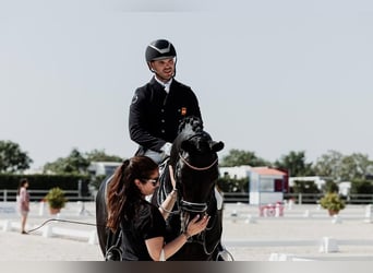 Hannoveriano, Caballo castrado, 10 años, 172 cm, Negro