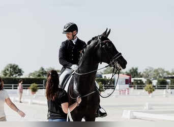 Hannoveriano, Caballo castrado, 10 años, 172 cm, Negro