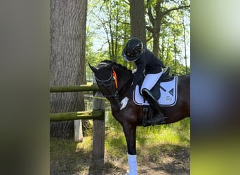 Hannoveriano, Caballo castrado, 10 años, 172 cm, Negro