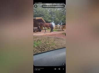 Hannoveriano, Caballo castrado, 10 años, 173 cm, Castaño