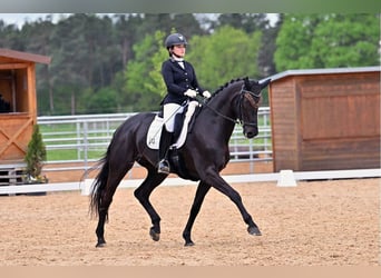 Hannoveriano, Caballo castrado, 10 años, 173 cm, Negro