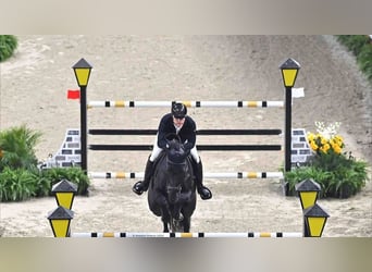 Hannoveriano, Caballo castrado, 10 años, 173 cm, Negro
