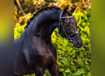 Hannoveriano, Caballo castrado, 10 años, 173 cm, Negro