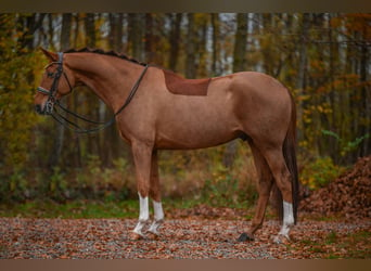 Hannoveriano, Caballo castrado, 10 años, 174 cm, Alazán-tostado