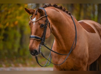 Hannoveriano, Caballo castrado, 10 años, 174 cm, Alazán-tostado