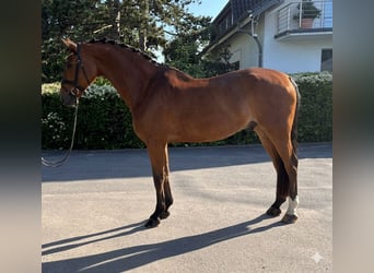 Hannoveriano, Caballo castrado, 10 años, 174 cm, Castaño