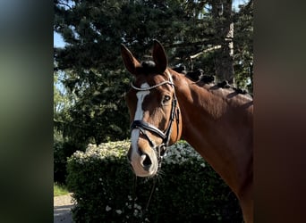 Hannoveriano, Caballo castrado, 10 años, 174 cm, Castaño