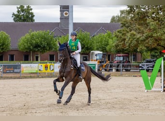 Hannoveriano, Caballo castrado, 10 años, 174 cm, Morcillo