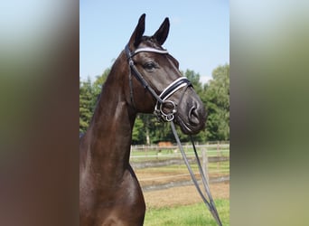 Hannoveriano, Caballo castrado, 10 años, 174 cm, Negro