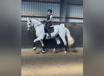 Hannoveriano, Caballo castrado, 10 años, 174 cm, White/Blanco