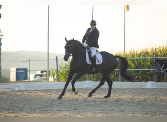 Hannoveriano, Caballo castrado, 10 años, 175 cm, Morcillo