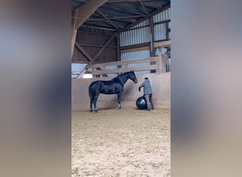 Hannoveriano, Caballo castrado, 10 años, 175 cm, Morcillo