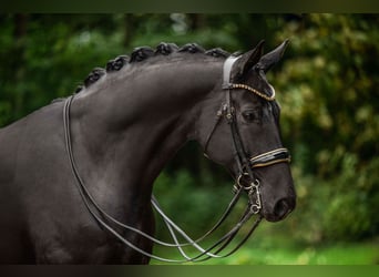 Hannoveriano, Caballo castrado, 10 años, 175 cm, Negro